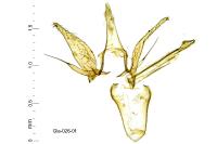 Phyllonorycter endryella