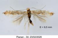 Phyllonorycter endryella