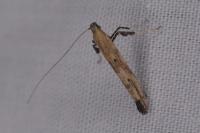 Caloptilia populetorum