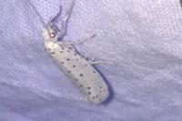 Yponomeuta