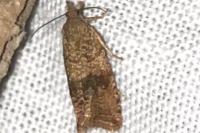 Celypha striana