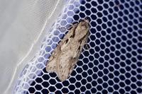 Semioscopis avellanella