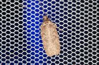 Agonopterix ciliella/heracliana