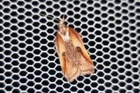 Acleris cristana