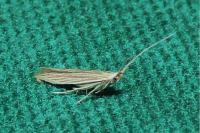 Coleophora therinella
