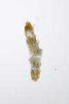 Coleophora therinella