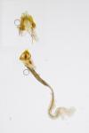 Coleophora therinella
