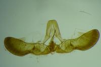 Cydia splendana