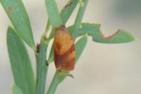 Cacoecimorpha pronubana