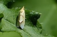 Agapeta hamana
