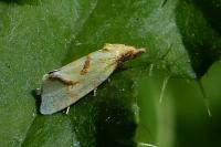 Agapeta hamana