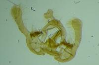 Endothenia marginana