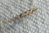 Phyllonorycter comparella