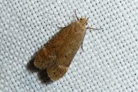 Anacampsis timidella