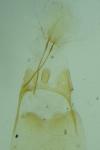 Anacampsis timidella