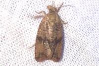 Celypha striana