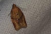 Clepsis consimilana