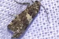 Epiblema
