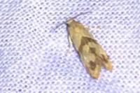 Phalonidia