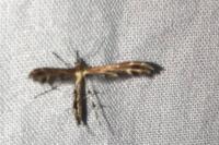 Oxyptilus