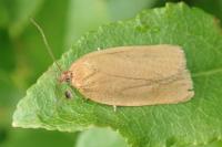 Aphelia viburnana