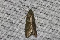 Tortricodes alternella