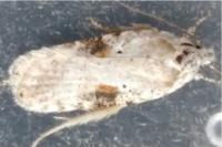 Agonopterix alstroemeriana