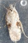 Agonopterix alstroemeriana