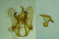 Cnephasia stephensiana