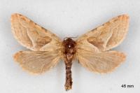 Triodia sylvina