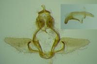 Cnephasia ecullyana