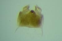 Leucoptera coronillae