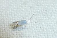 Leucoptera coronillae