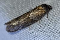 Tortricodes alternella
