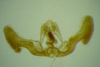 Eucosma gr. hohenwartiana