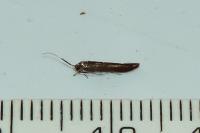 Coleophora mayrella