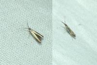 Coleophora mayrella