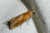 Eucosma gr. hohenwartiana