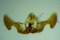 Eucosma albidulana