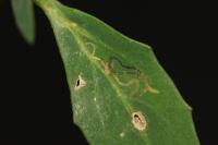 Chrysoesthia drurella