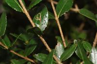 Rosetea rosetella