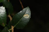 Rosetea rosetella