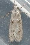 Diurnea fagella