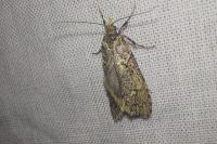 Diurnea fagella