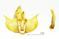 Diurnea fagella