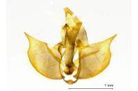 Diurnea fagella