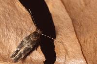 Mompha subbistrigella