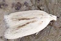 Agonopterix pallorella