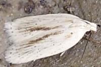 Agonopterix pallorella