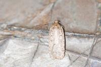 Agonopterix scopariella